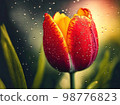 Beautiful red tulip blossom in rain 98776823