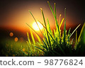 Fresh green grass illuminated of sun rays during sunset 98776824