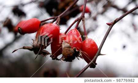Red ripe rose hips on a tree branch without leaves. Medicinal plant Red ripe rose hips on a tree branch without leaves. Medicinal plant 98776982