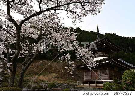 春天丹波筱山 春天丹波筱山 98777558