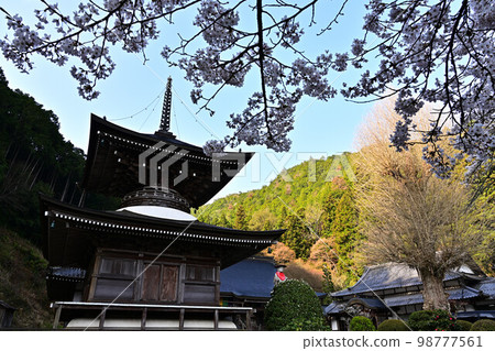 Spring Tamba Sasayama 98777561