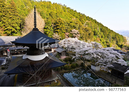 Spring Tamba Sasayama 98777563