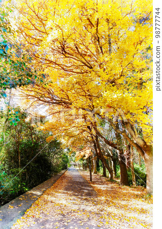 Autumn scenery, the path of Taiwan Fu 98777744