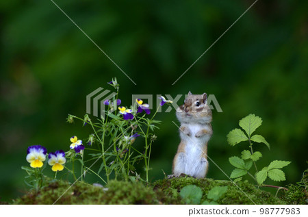 Ezoshimarisu 98777983