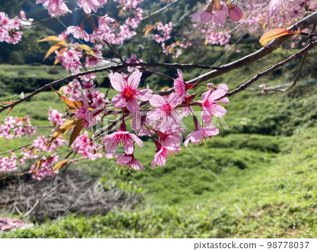 Phaya Suea Krong flower 98778037