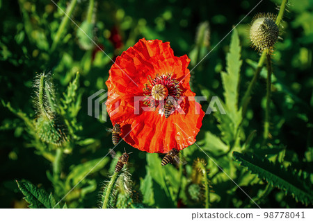 Bees on flower orange 98778041
