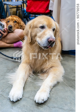 The dog The dog 98778058