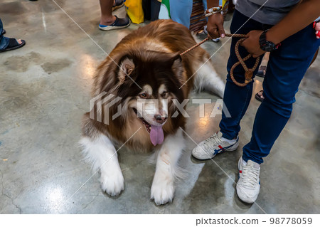 The dog The dog 98778059