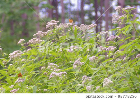 Sawa bulbul colony in full bloom in Hayama (Thank you very much for watching.) 98778256