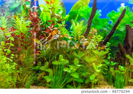 Tropical freshwater aquarium 98778294