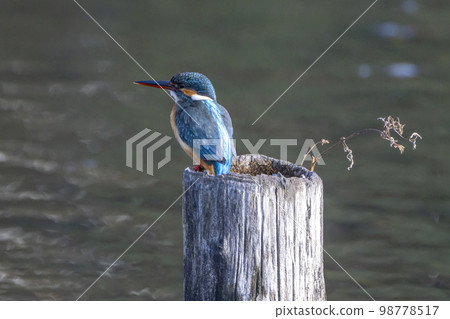 Kingfisher waiting for fish Kingfisher waiting for fish 98778517