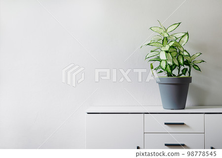 Dieffenbachia or Dumb cane plant in a gray flower pot on a white dresser in a room, minimalist and scandinavian style, copy space Dieffenbachia or Dumb cane plant in a gray flower pot on a white dresser in a room, minimalist and scandinavian style, copy space 98778545