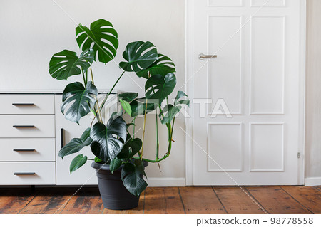 Monstera deliciosa or Swiss Cheese Plant in gray pot in a light room with white furniture, home gardening and connecting with nature 98778558