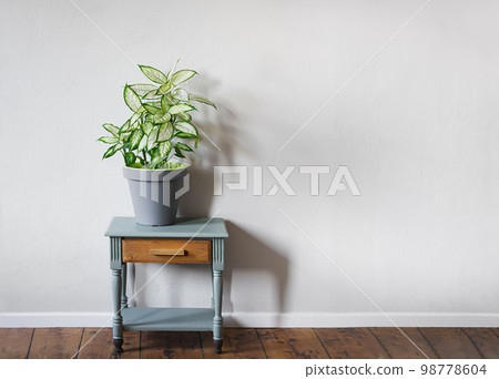 Dumb cane plant or Dieffenbachia in a gray flower pot on a gray table in daylight room with copy space, minimalist and scandinavian style 98778604