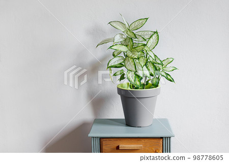 Dieffenbachia or Dumb cane plant in a gray flower pot on a gray table in daylight room, home gardening and connecting with nature 98778605