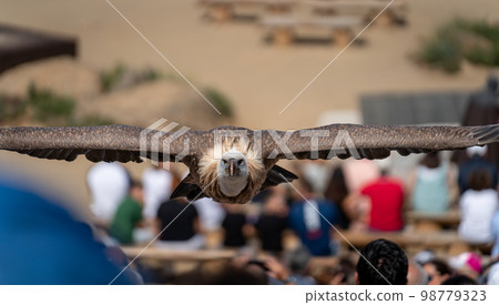 Spectacular vulture flying towards the camera over the crowd 98779323