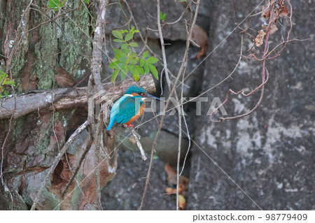 Kingfishes that stop on branches 98779409