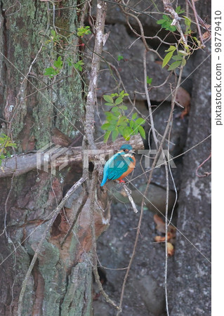 Kingfishes that stop on branches 98779410