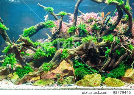 Underwater landscape nature forest style aquarium tank with a