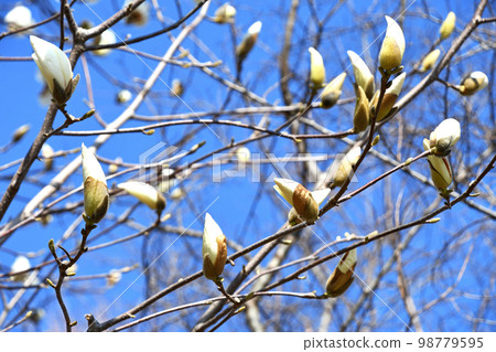 Haku Mokuren(Shiraki Ren) Haku Mokuren(Shiraki Ren) 98779595