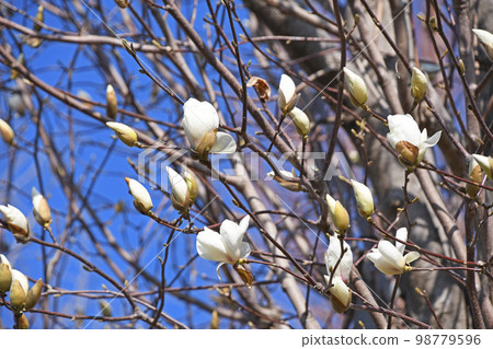 Haku Mokuren（Shiraki Ren） 98779596