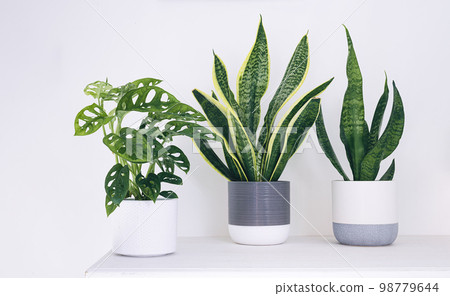 Monstera monkey mask and sansevieria 98779644