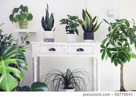 A variete of house plants 98779645