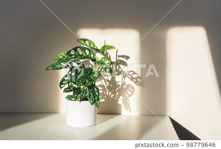 Monstera Monkey Mask in a white pot 98779646