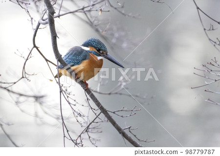 Kingfisher waiting for fish Kingfisher waiting for fish 98779787
