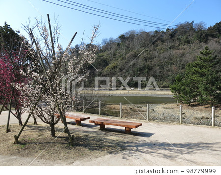 有梅花的鎌倉市永福寺遺址(藥師堂、二階堂、池塘等) 有梅花的鎌倉市永福寺遺址(藥師堂、二階堂、池塘等) 98779999