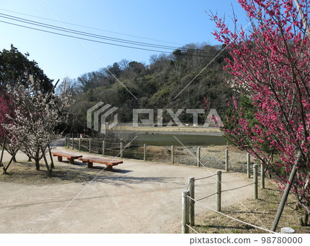有梅花的鎌倉市永福寺遺址(藥師堂、二階堂、池塘等) 有梅花的鎌倉市永福寺遺址(藥師堂、二階堂、池塘等) 98780000