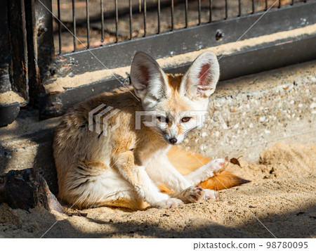 一隻可愛的耳廓狐的可愛手勢 98780095