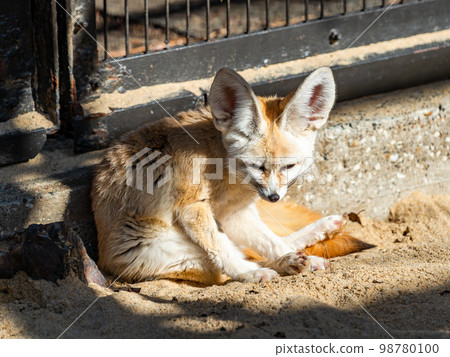 一隻可愛的耳廓狐的可愛手勢 一隻可愛的耳廓狐的可愛手勢 98780100