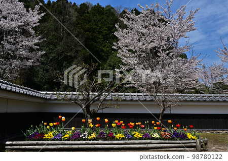 春天的兵庫縣立丹波綠樹成蔭的中央公園 98780122