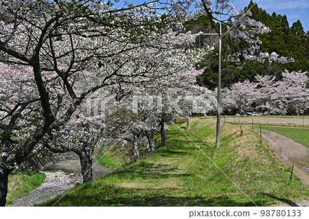 Spring Tamba Sasayama 98780133