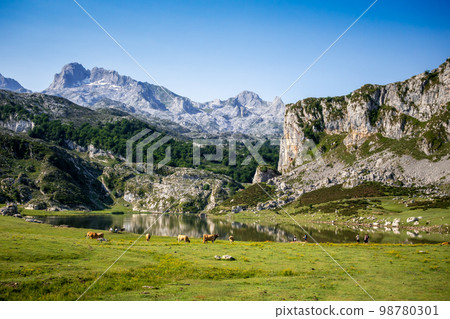 Lake Ercina in Picos de Europa, Asturias, Spain Lake Ercina in Picos de Europa, Asturias, Spain 98780301