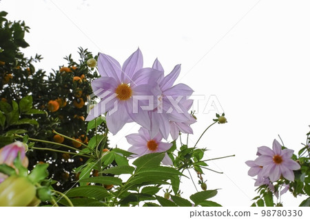 Emperor Dalia 98780330