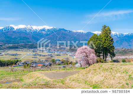 [Spring material] One cherry tree in Minami Shinshu, weeping cherry tree in Kise [Nagano Prefecture] 98780384