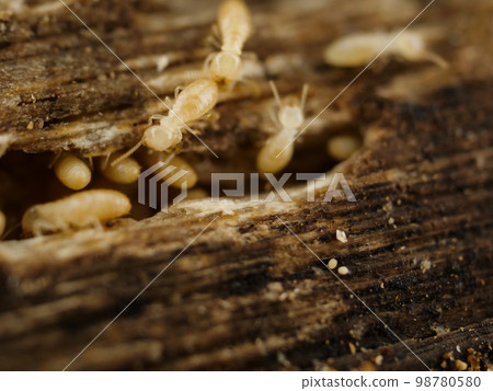 生活在殖民地的白蟻 生活在殖民地的白蟻 98780580