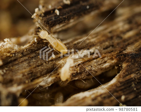 出來尋找食物的白蟻 98780581