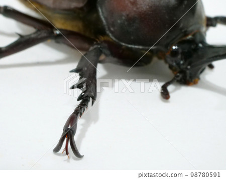 有兩隻爪子的甲蟲的前腿 98780591