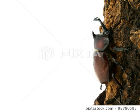 棲息在樹上的雄性甲蟲 98780593