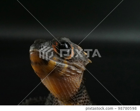 Red-breasted lizard looking up 98780598