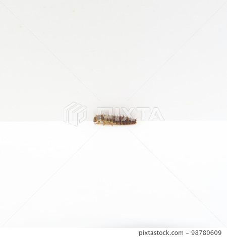 Larva of deer beetle Larva of deer beetle 98780609