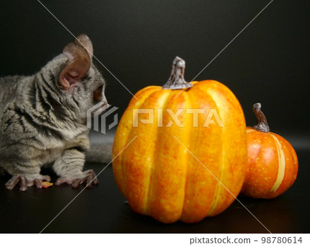 orange pumpkin and monkey 98780614