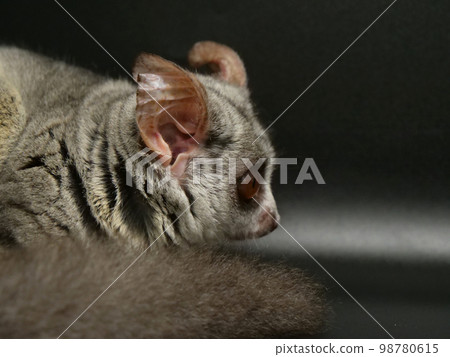 Side profile of a shogarago aiming at something Side profile of a shogarago aiming at something 98780615