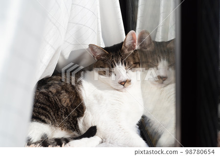 Sleeping cat Kijitora cat 98780654