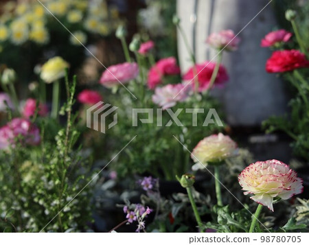 毛茛屬春季花壇 98780705