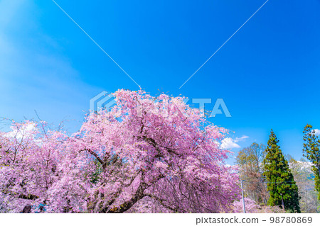 [春天的材料]春天的絕景，小川村番所的櫻花[長野縣] 98780869