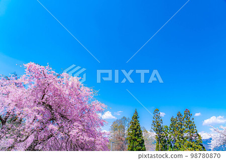 [春天的材料]春天的絕景，小川村番所的櫻花[長野縣] 98780870